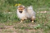 SPITZ ALLEMAND 257